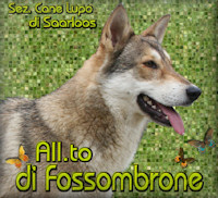 All.to di Fossombrone sez. Cane Lupo di Saarloos