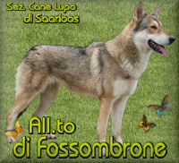 All.to di Fossombrone sez. Cane Lupo di Saarloos