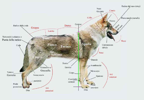 anatomia del cane