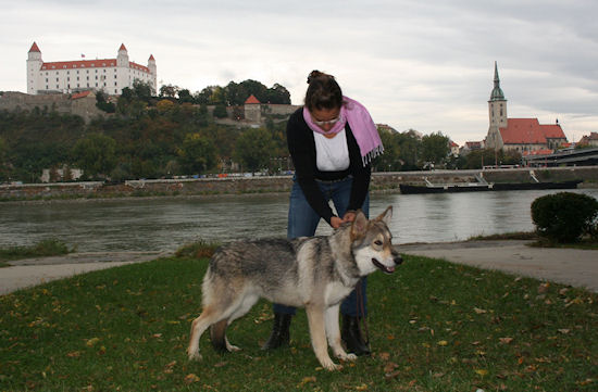 Prima Lupa di Fossombrone a Bratislava