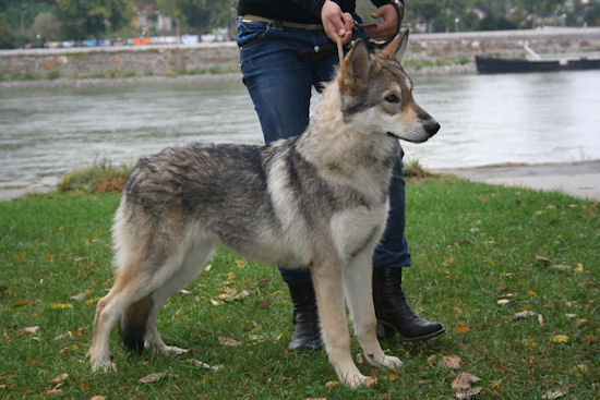 Prima Lupa di Fossombrone al world dog show bratislava