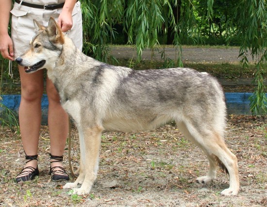 Prima Lupa di Fossombrone