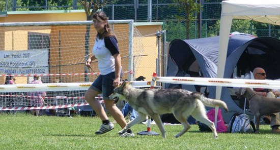 Prima Lupa di Fossombrone