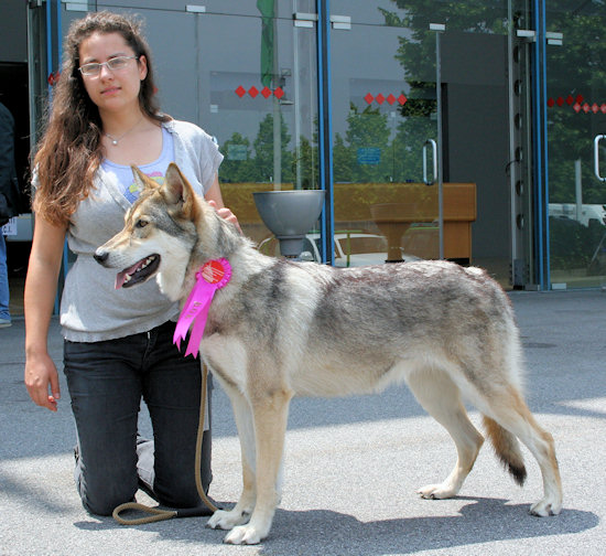 Prima Lupa di Fossombrone