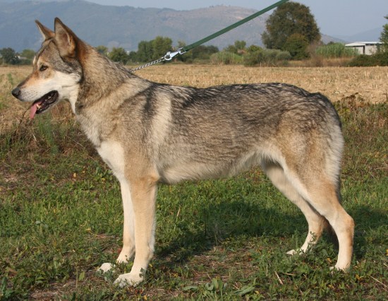 Prima Lupa di Fossombrone