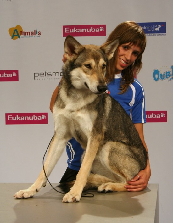 Top Dog Giovane 2011