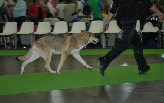 Ch. Giulia Dolce de Louba-Tar in movimento