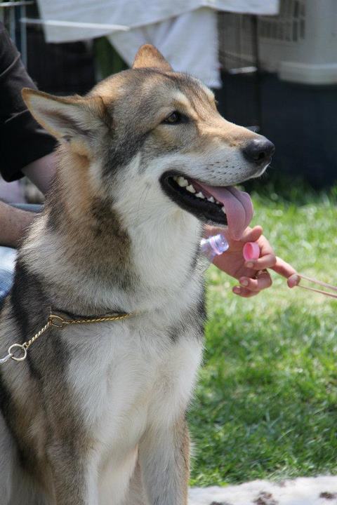 Best of breed filo d'argenta 2012