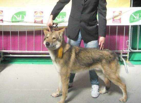 Best of breed Folr 2012
