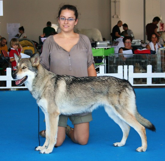 Best of breed Prima Lupa di Fossombrone 2012