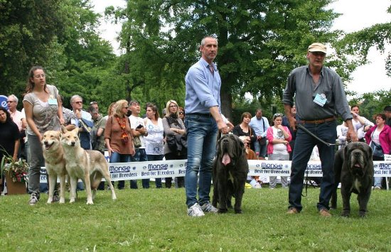 cacib firenze 2014