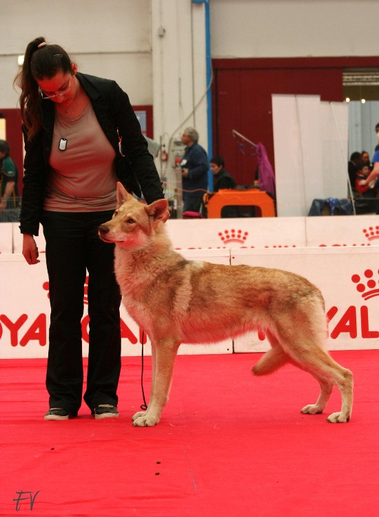 cacib Reggio Emilia 2014