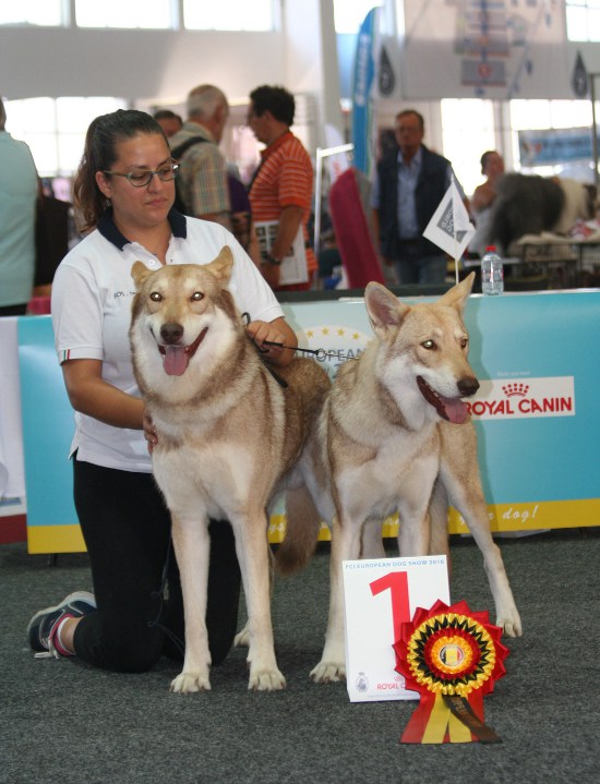 European Dog Show 2016