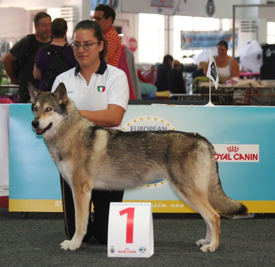 European Dog Show 2016