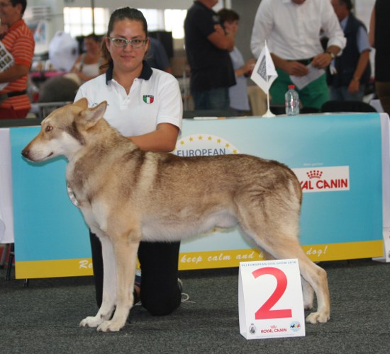 European Dog Show 2016