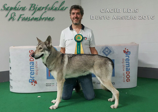 Insubria Winner 2016