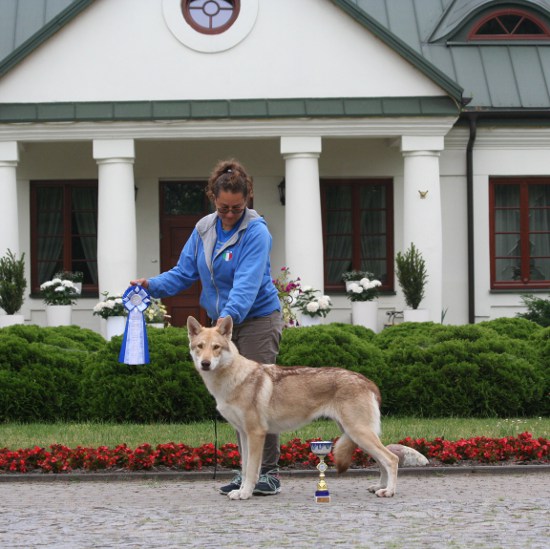 BOB WORLD DOG SHOW MOSCA 2016