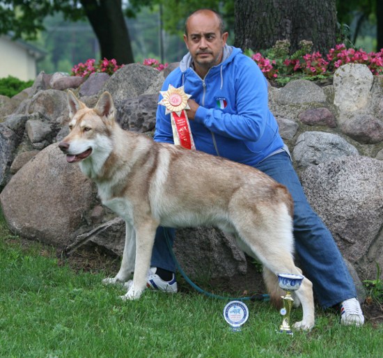 Best Junior WORLD DOG SHOW MOSCA 2016