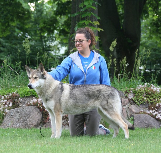 WORLD DOG SHOW MOSCA 2016