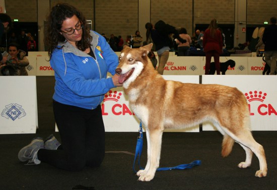 CACIB Pistoia 2016