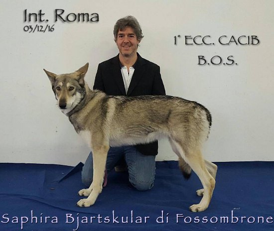 CACIB Roma