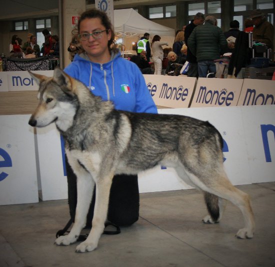 CACIB Alessandria 2017