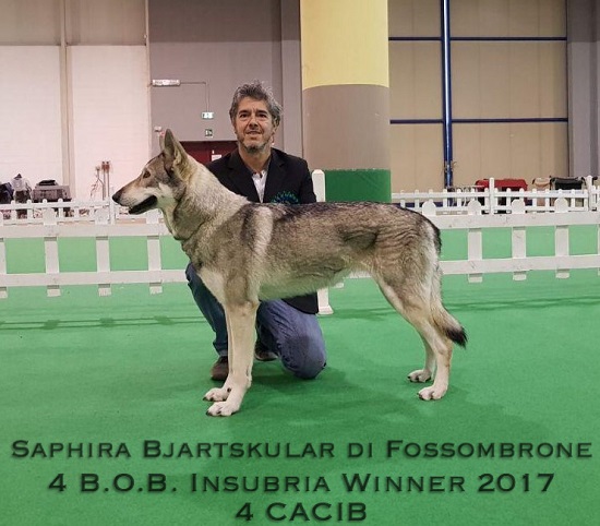 Insubria Winner 2017