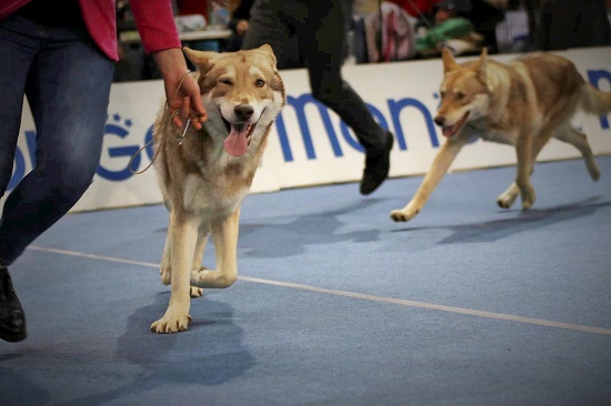 Rijeka 2019