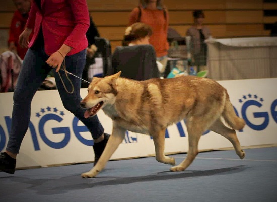 Rijeka 2019