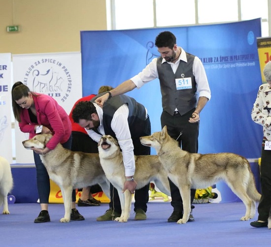 cacib Celje