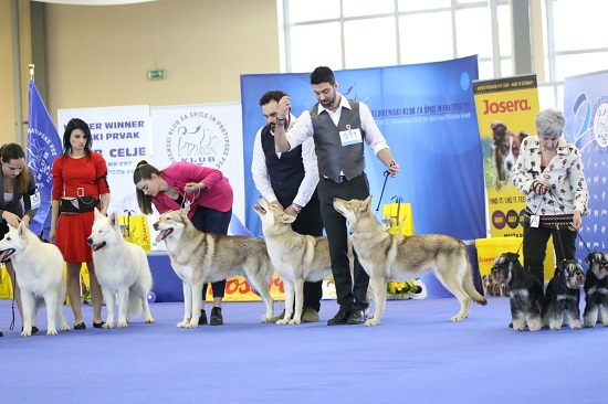 breeder group di fossombrone