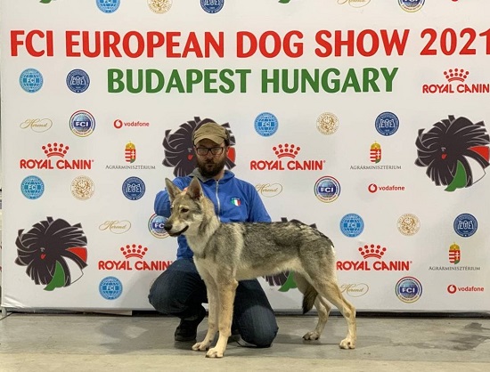 BEST OF BREED EDS Budapest 2021