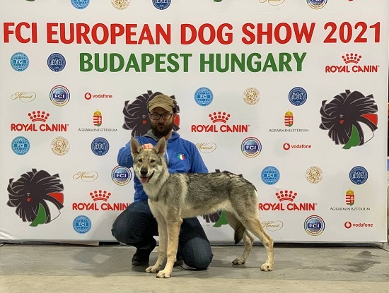 BEST OF BREED EDS Budapest 2021