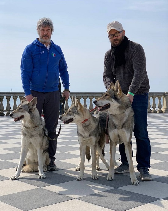 Lupi di Fossombrone