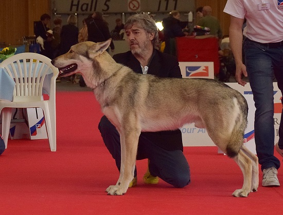 Geordie di Fossombrone