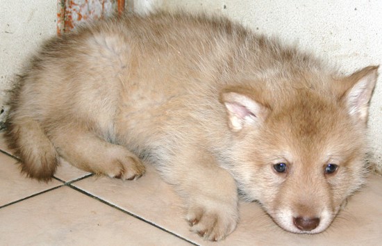saarloos wolfhond puppy