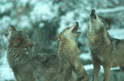 branco di lupi iberici