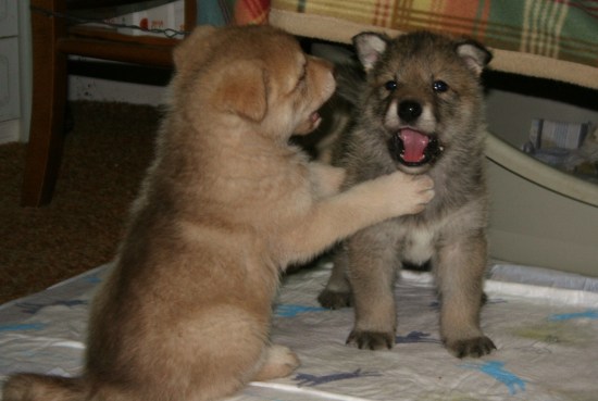 cuccioli che giocano