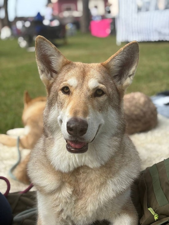 Bersagliera di Fossombrone 2025