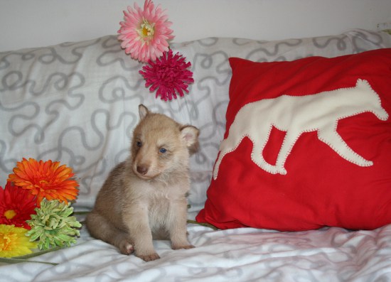 saarloos wolfhond puppy