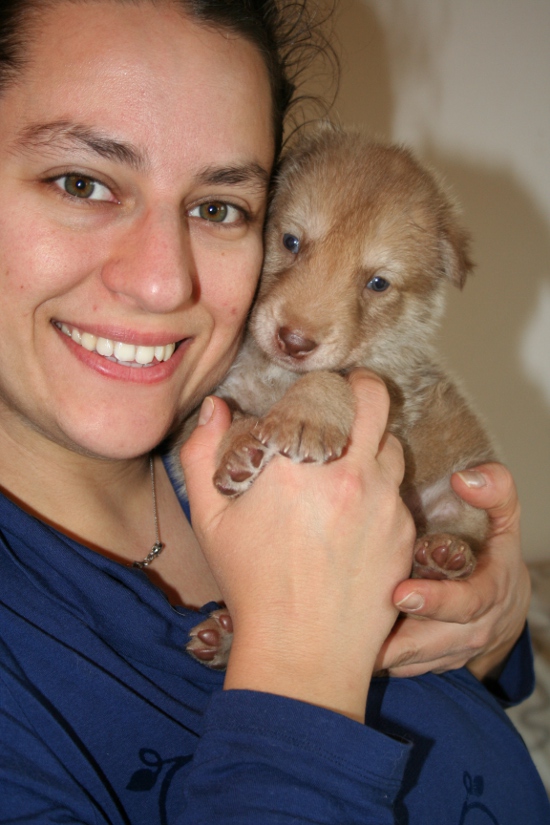 saarloos wolfhond puppy