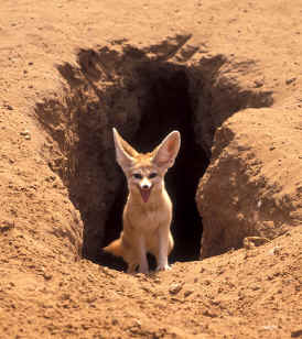 Fennec