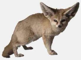 Fennec