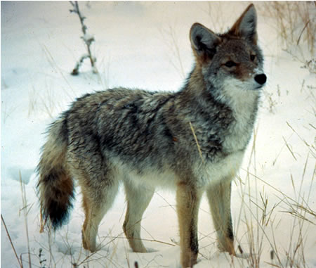 Coyote o Canis latrans: caratteristiche e cose da sapere