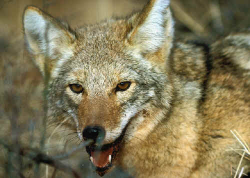 canis latrans