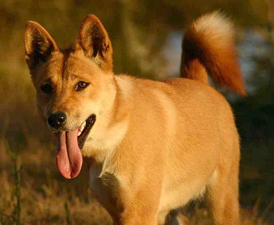 dingo