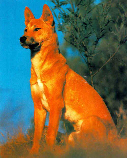 canis dingo