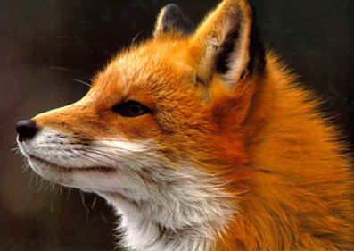 vulpes vulpes