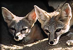 vulpes macrotis