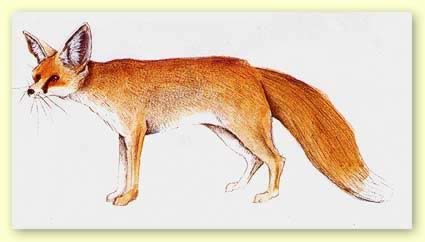 vulpes rueppelli